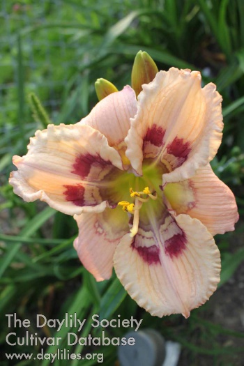 Daylily Soul Coughing